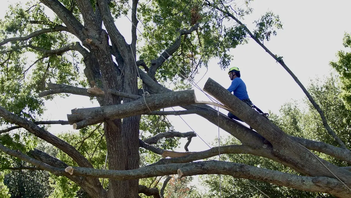Professional Hazardous Tree Removal performed by certified arborists in Tallapoosa